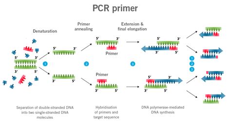 sequence stats|PCR Primer Stats .